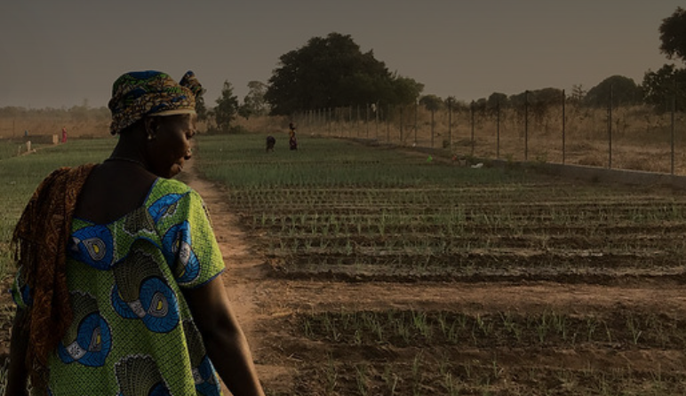 Farmer in field