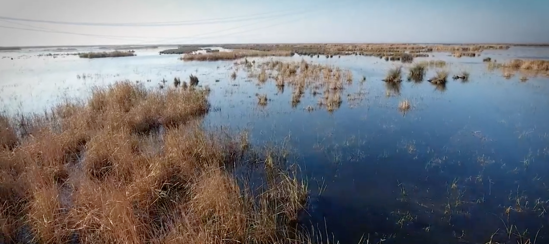 Wetlands