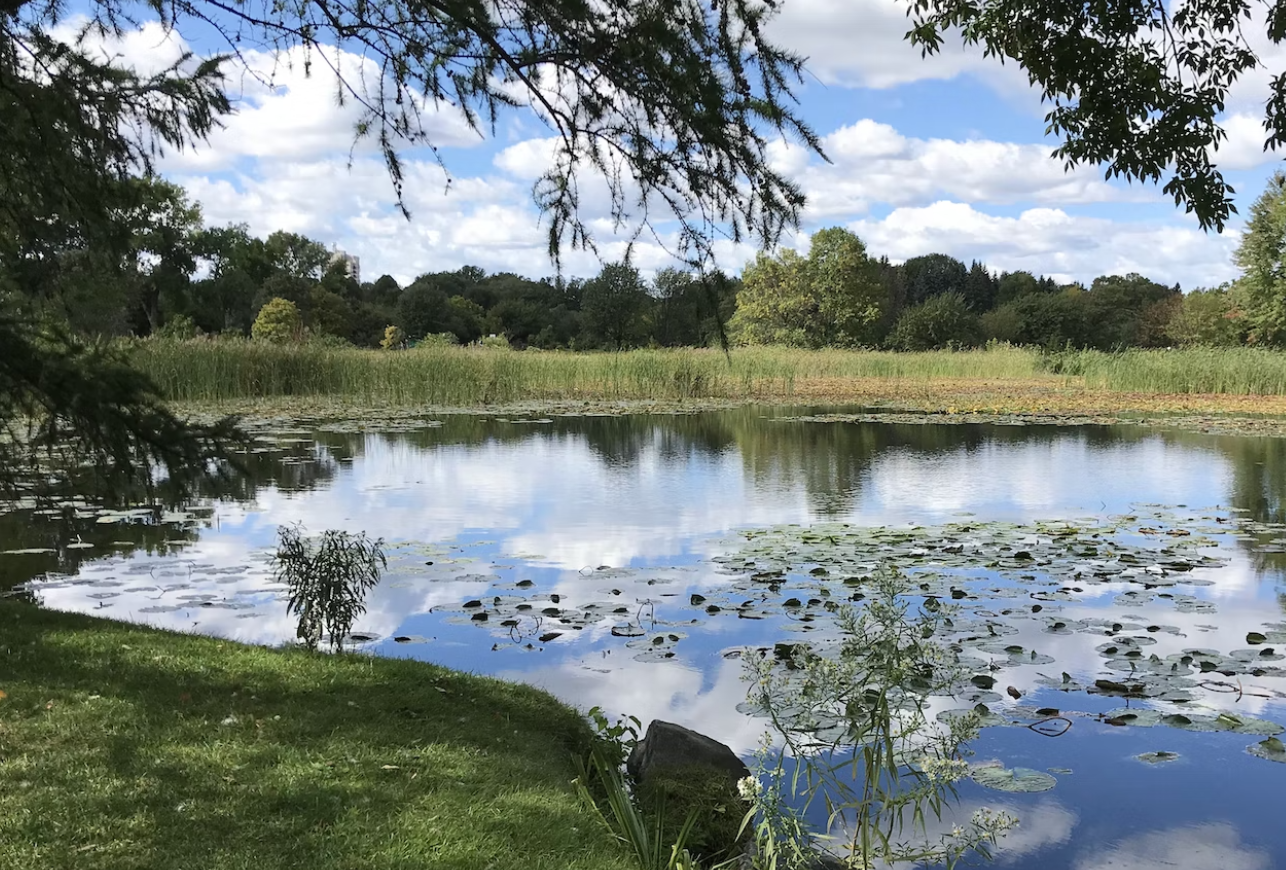 A body of water with the sky reflecting in it, surrounded by green grass and trees