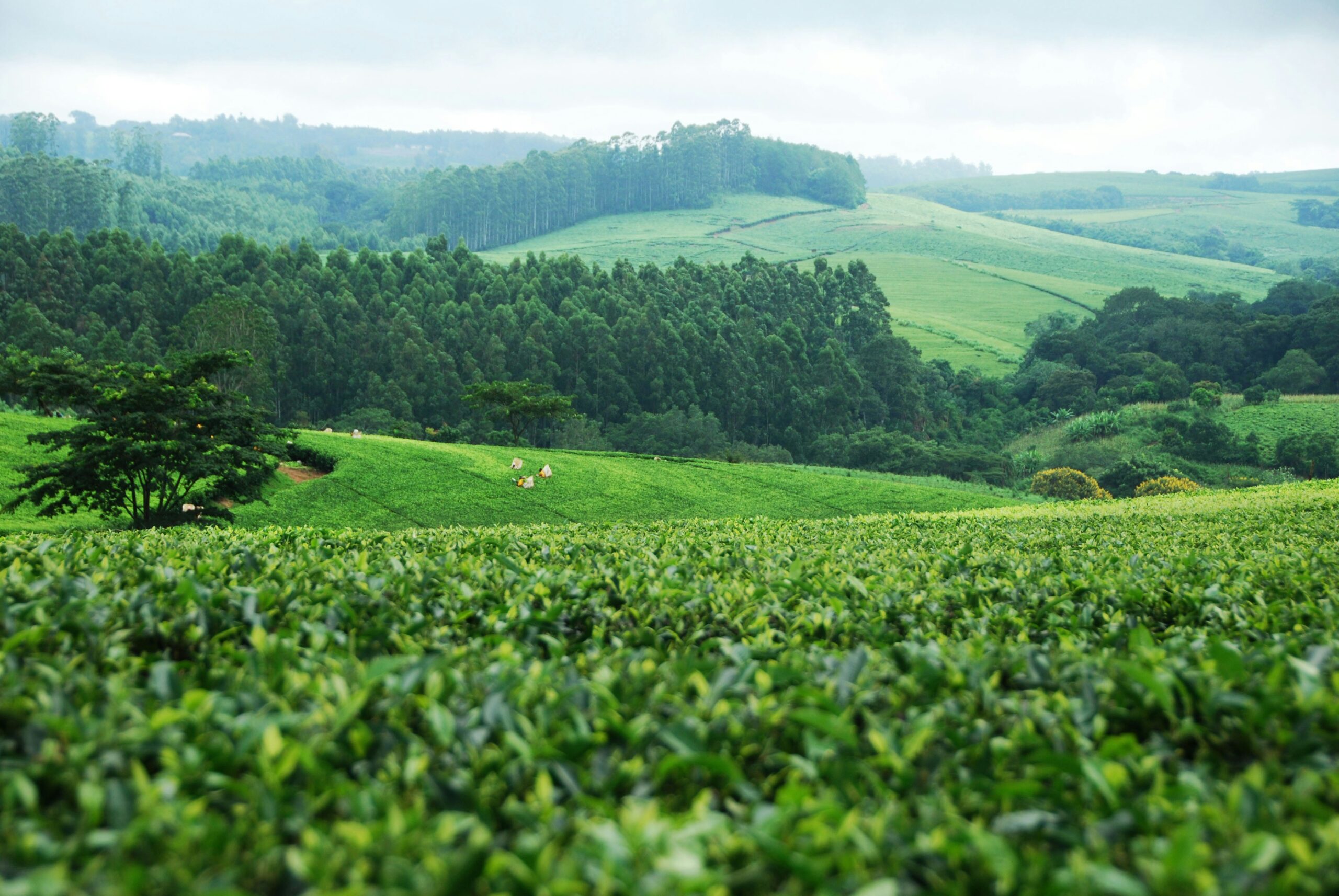 Green fields, Malawi