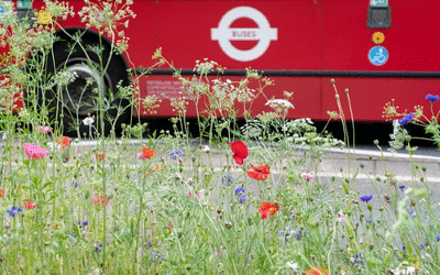 London bus with transport for London logo and wildflower on the nearby street