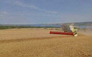 A combine harvesting a field of wheat
